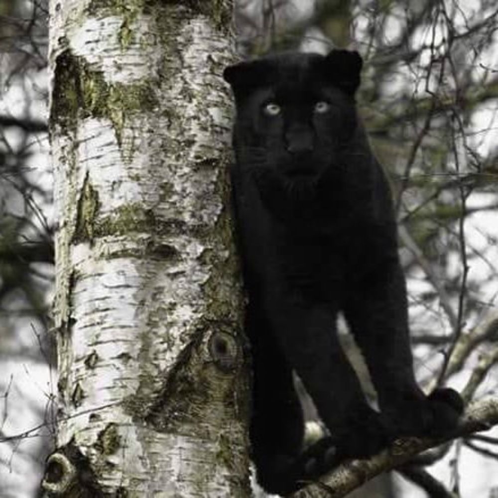 Meet your Posher, Chandra